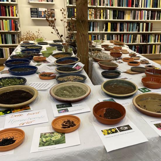 Frø i skåle på et bord.