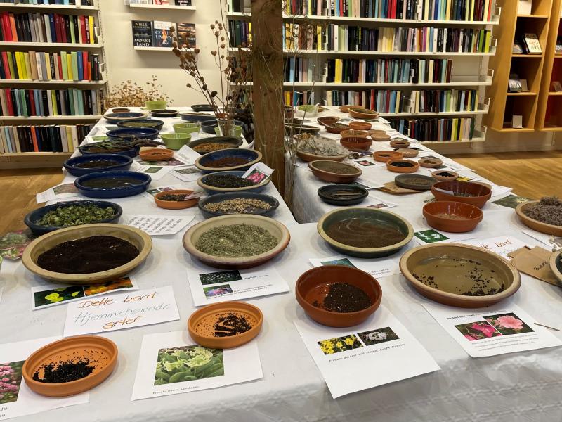 Frø i skåle på et bord.