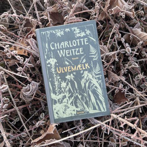 Romanen "Ulvemælk" på jorden med visne planter med rimfrost.